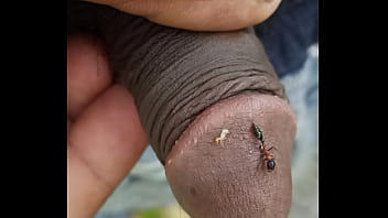 Formiga morde meu pênis